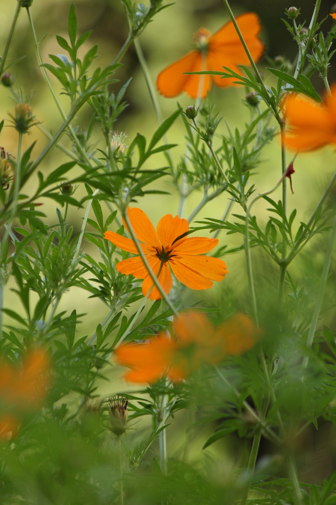 キバナコスモス