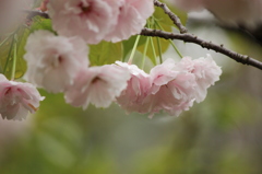 八重桜