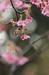 河津桜 河津桜