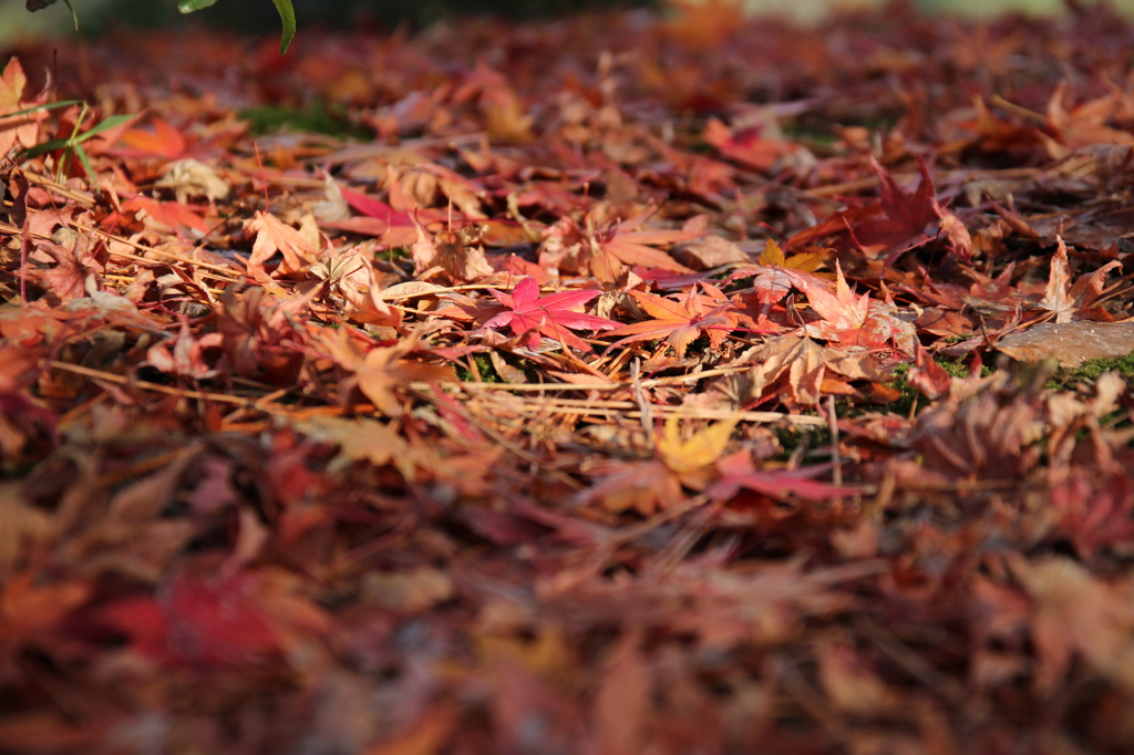 落ち葉＠縮景園