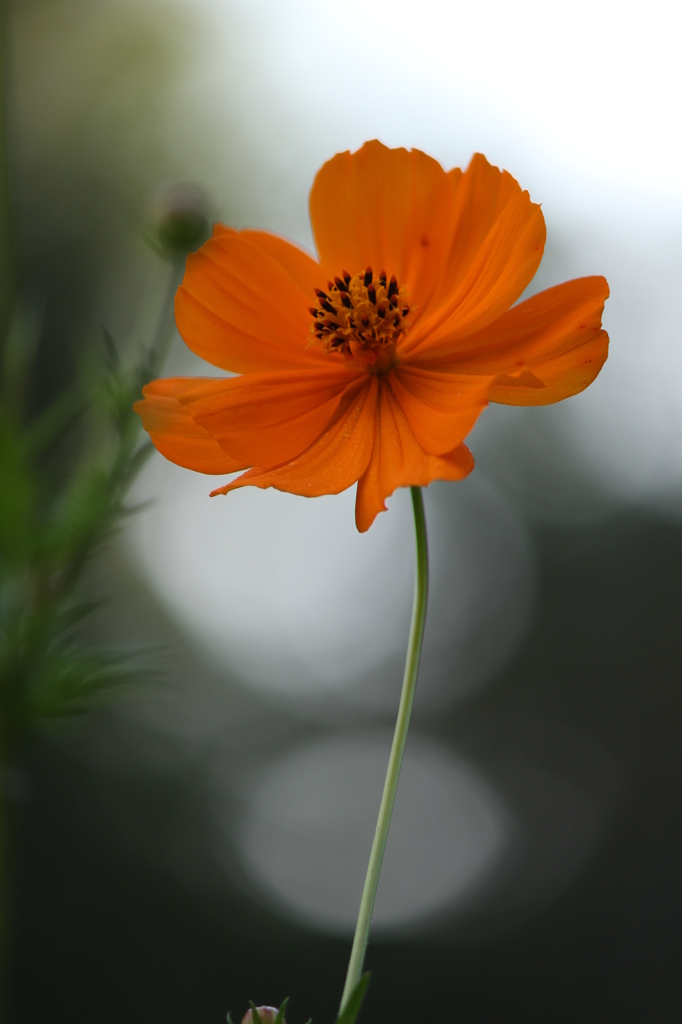 キバナコスモス