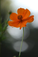 キバナコスモス