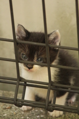 子猫