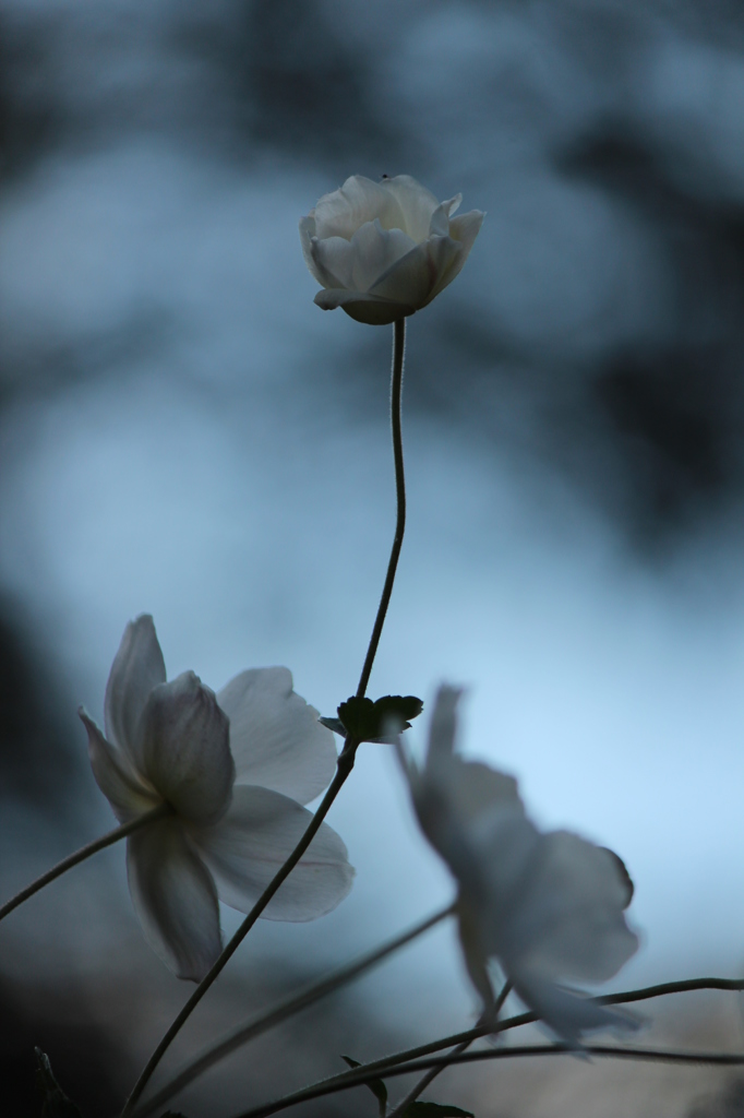 秋明菊