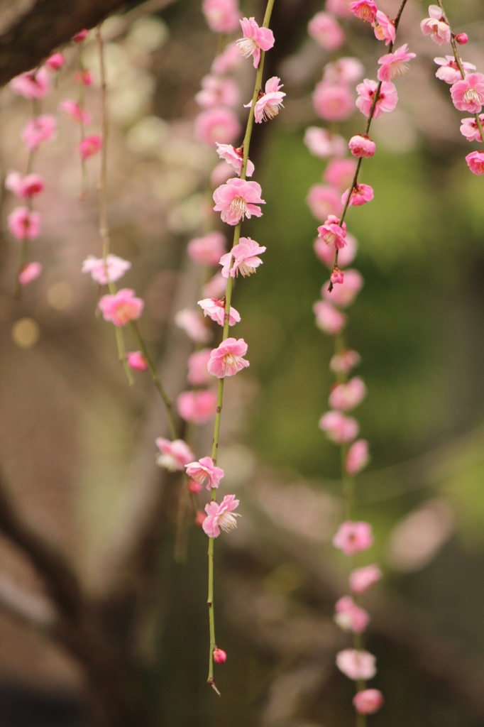 しだれ梅