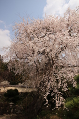 枝垂れ桜