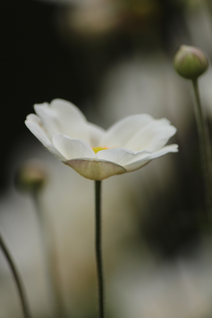 秋明菊