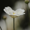秋明菊