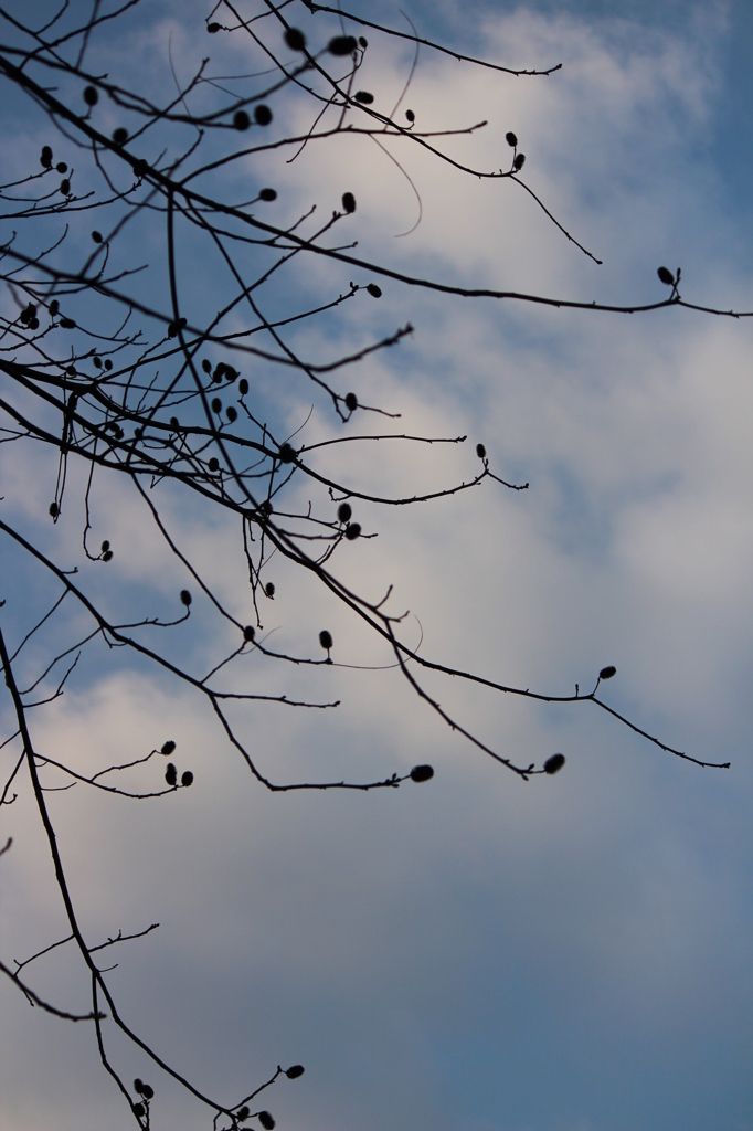 冬の空