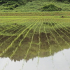 水田