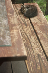 こねこ こねこ