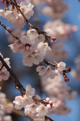 しだれ桜