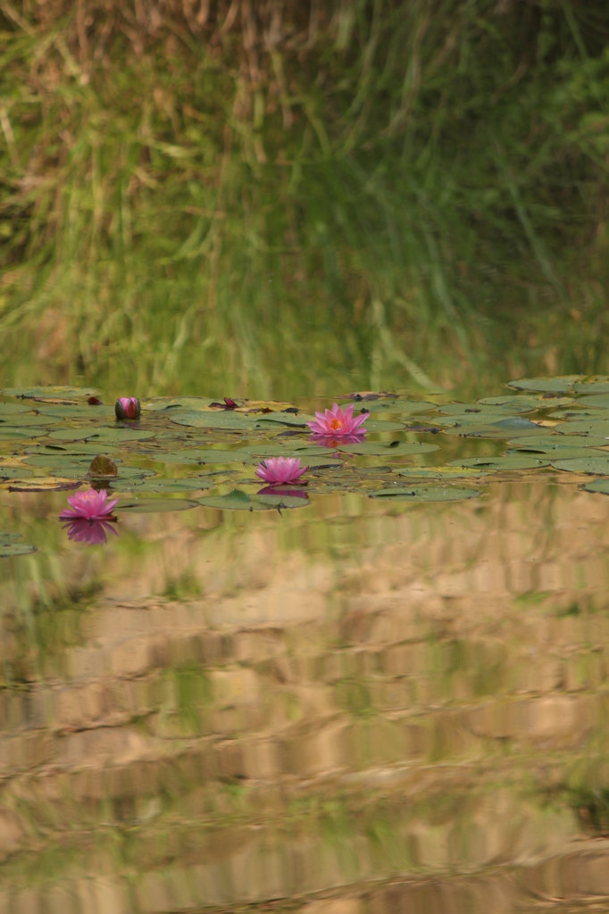 睡蓮のある池