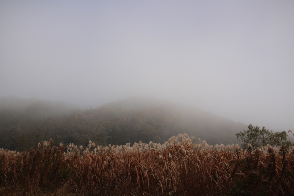 霧の町