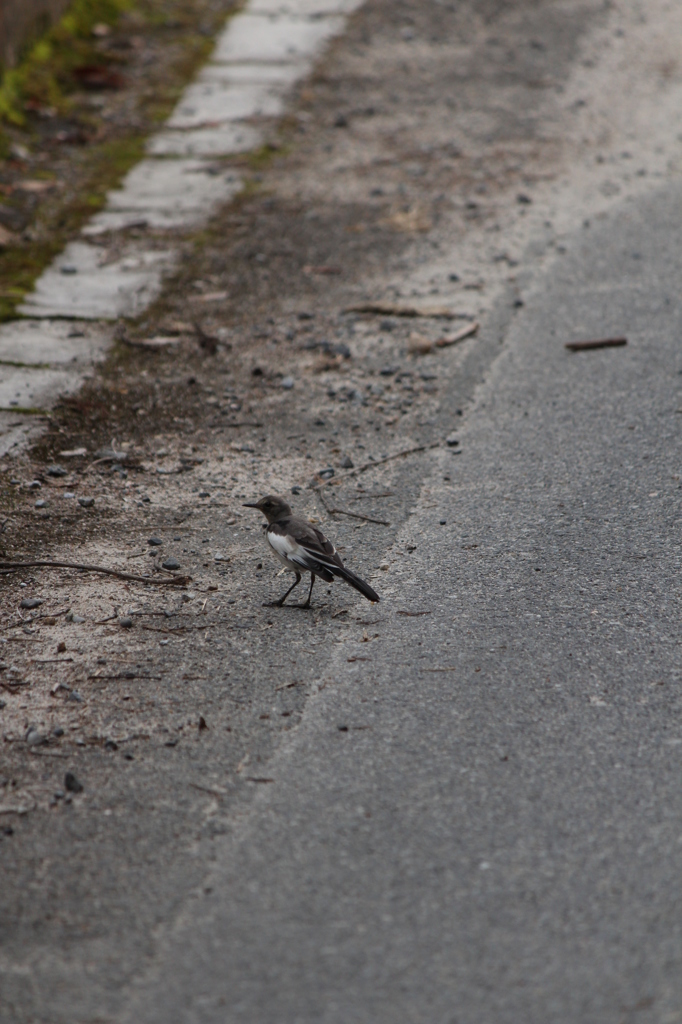 足がまた痛そうなの。