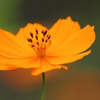 キバナコスモス