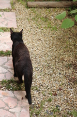 くろねこかあさん くろねこかあさん