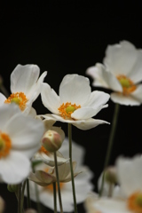 秋明菊