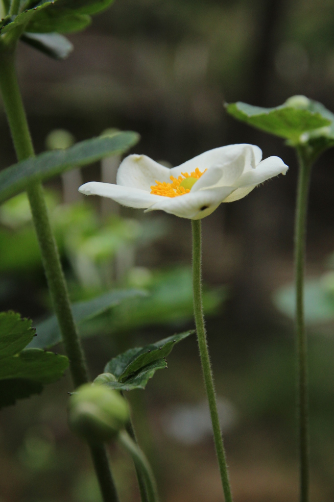 快挙。秋明菊。