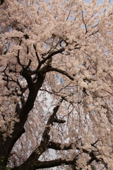 枝垂れ桜