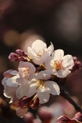 桜
