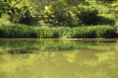 睡蓮の池