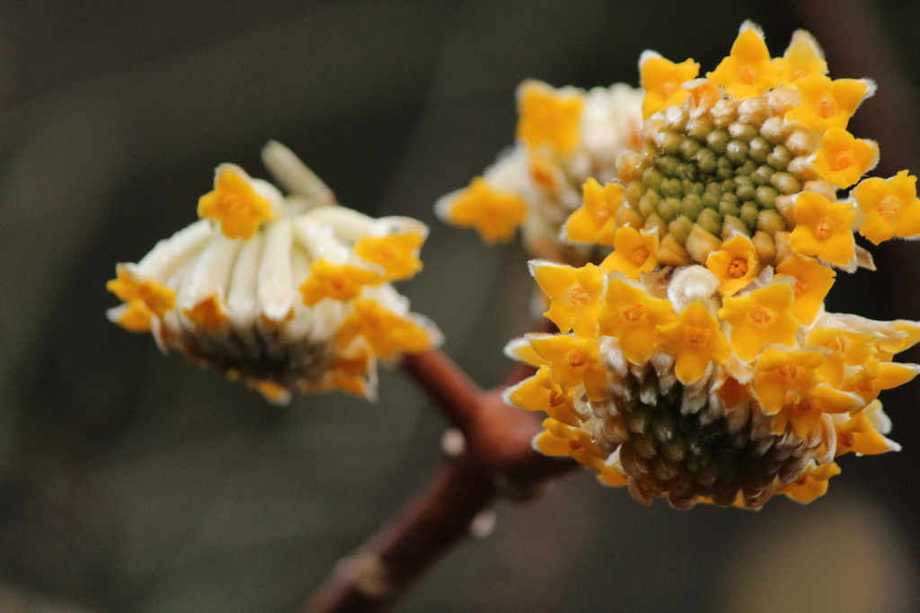 今日のみつまた