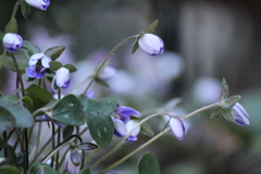 雪割草