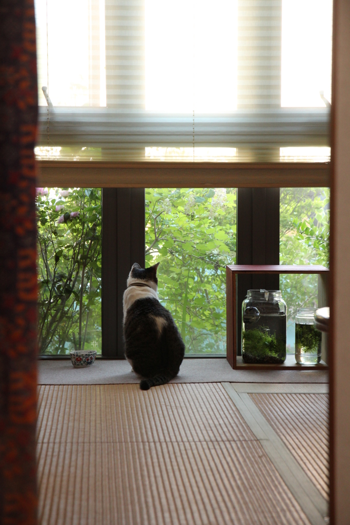 外みる猫