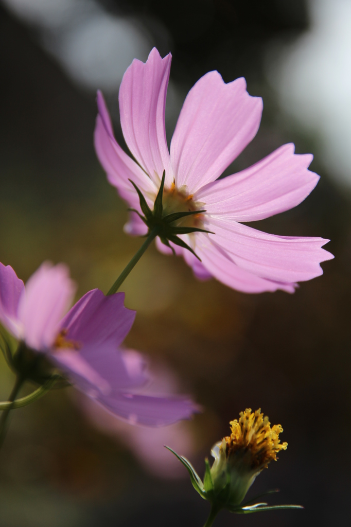 秋桜