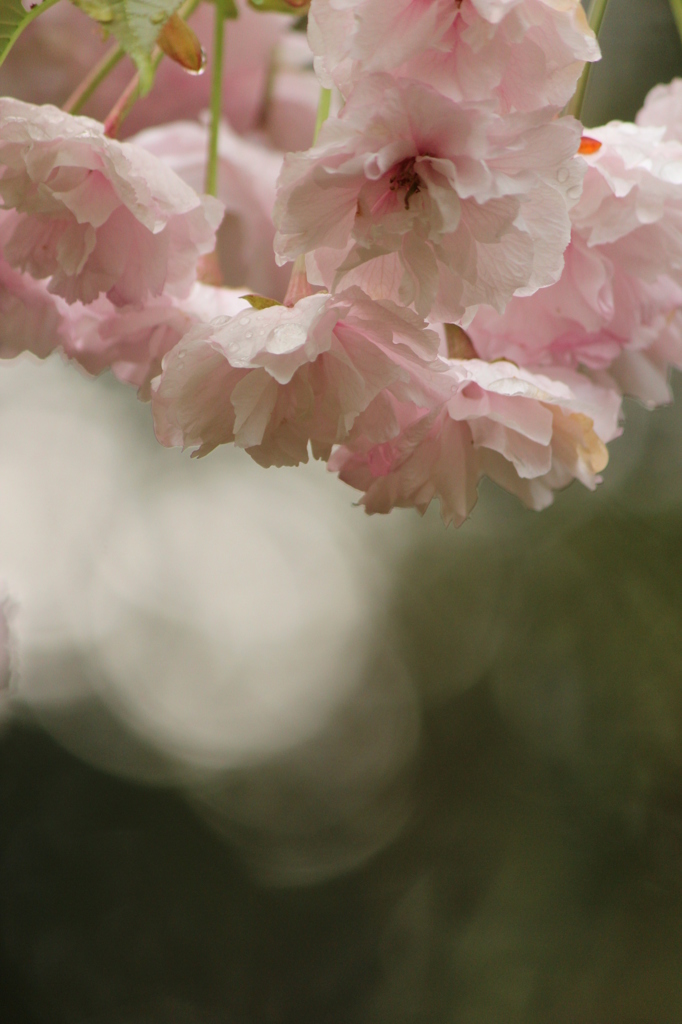 八重桜