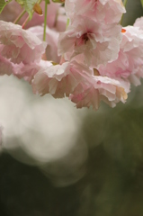 八重桜