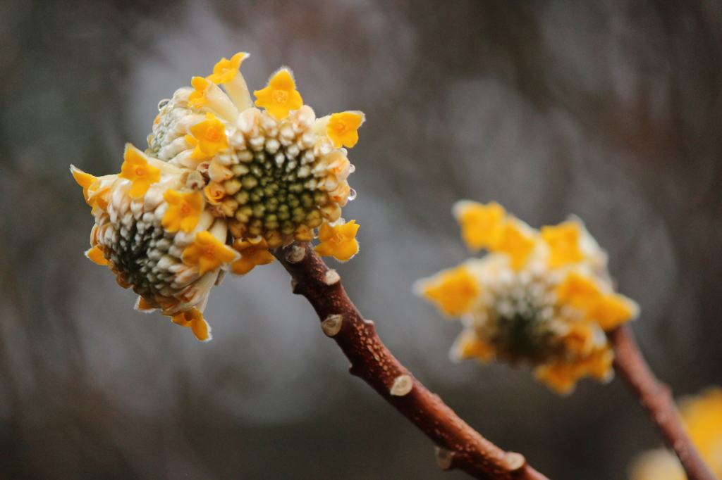 今日のみつまた