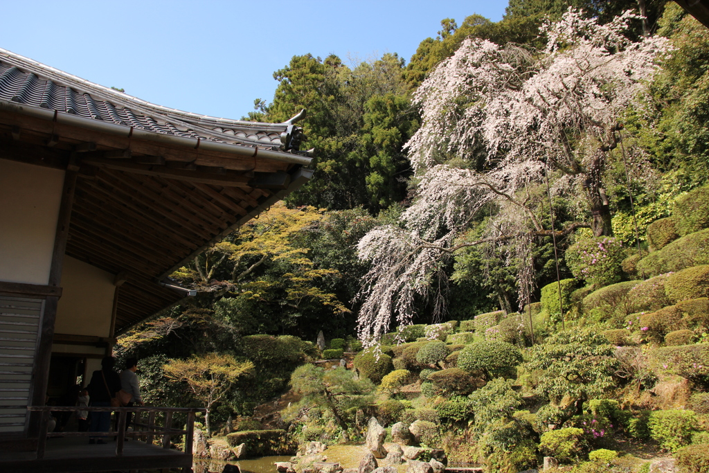 枝垂れ桜