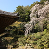 枝垂れ桜