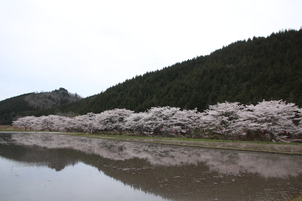 田植え準備