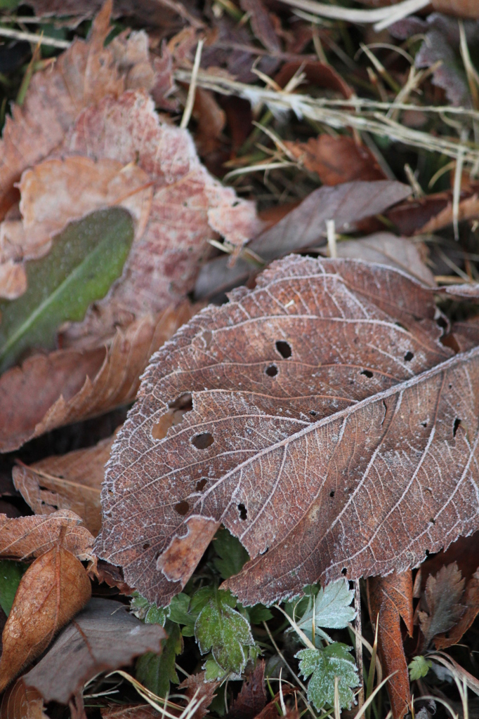 落ち葉