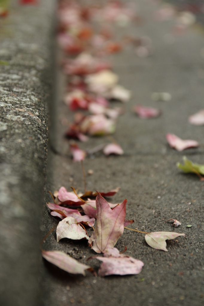 落ち葉