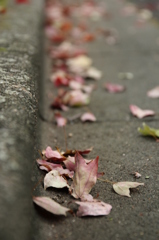 落ち葉