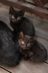 こねこ