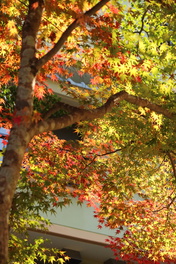 もみじ花・草木 紅葉 