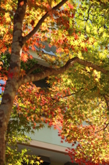 もみじ花・草木 紅葉 