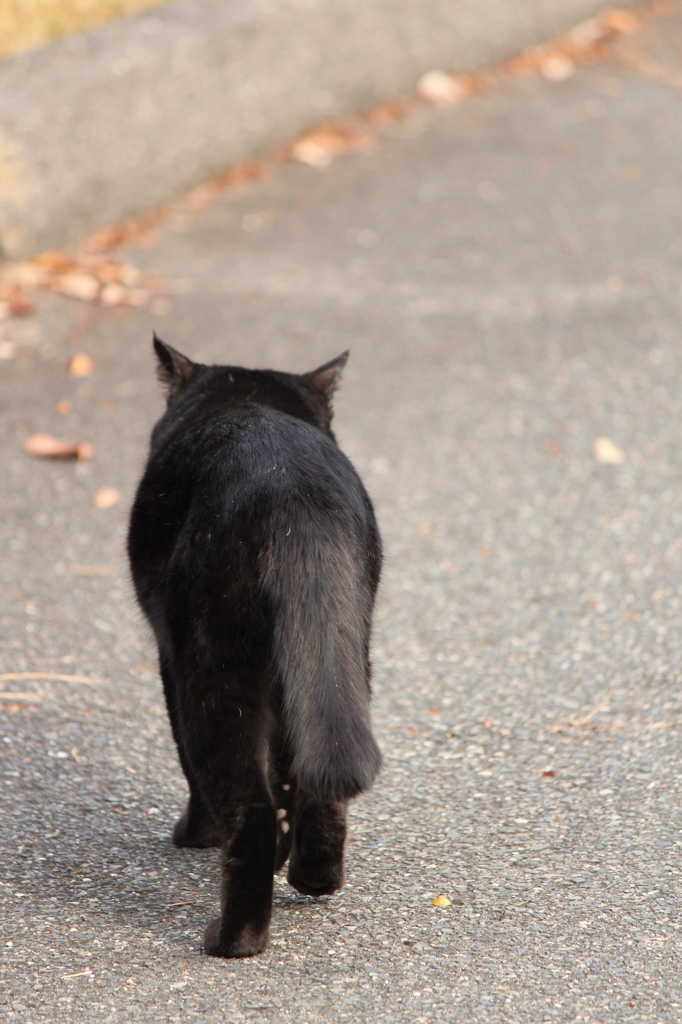 くろねこ