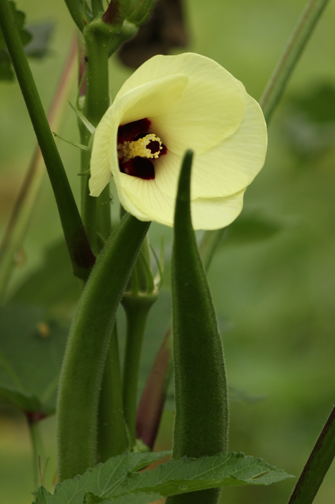 おくらのおやこ