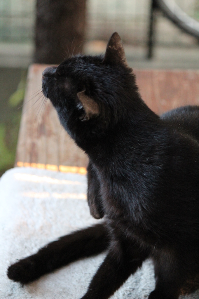 黒猫