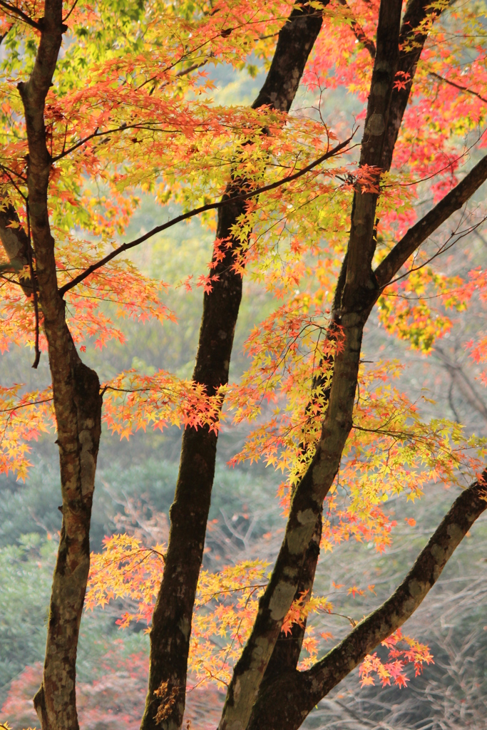 紅葉