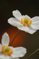 秋明菊