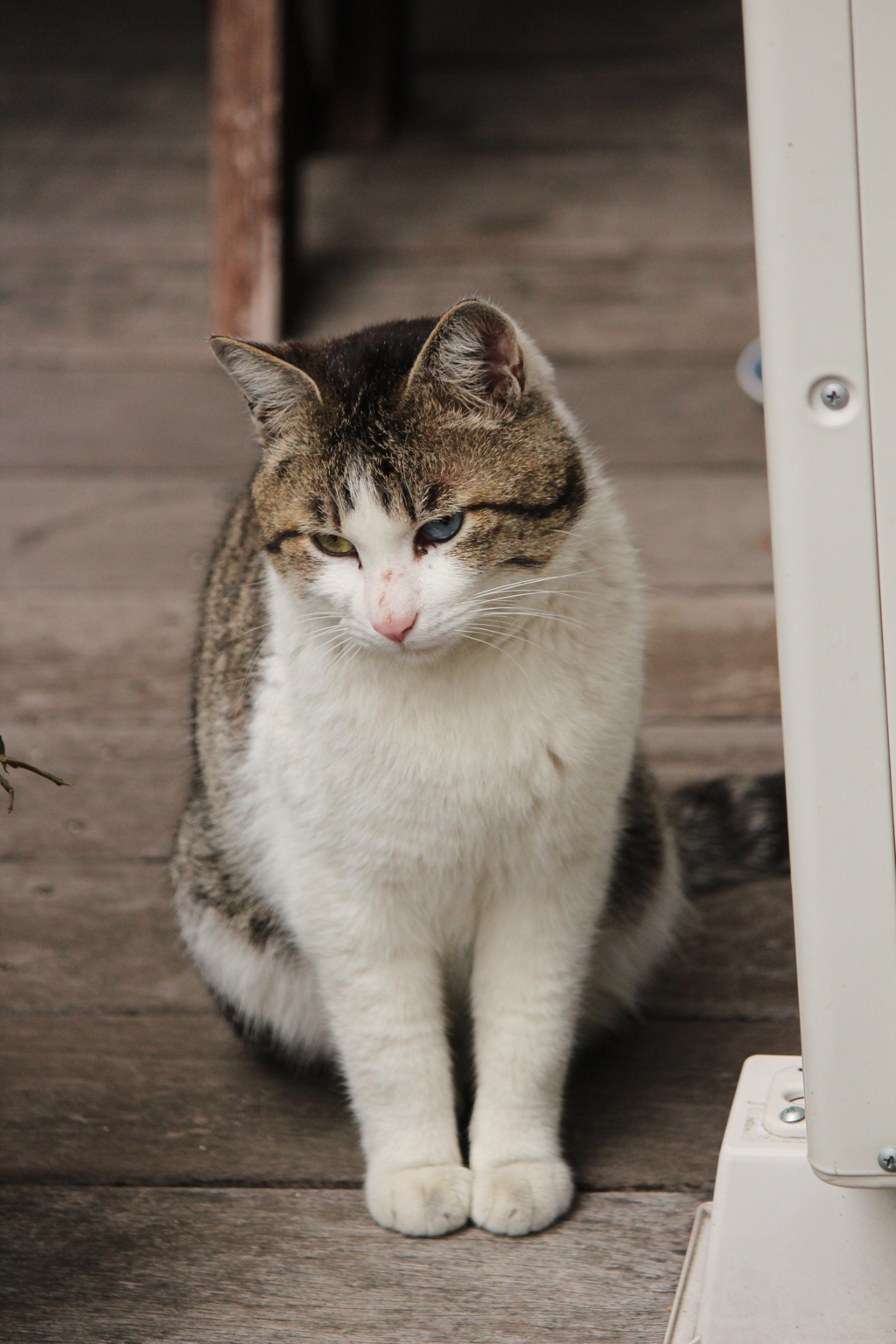 のらねこ