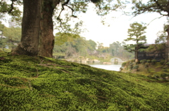 冬の苔＠縮景園
