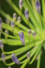 アガパンサス アガパンサス